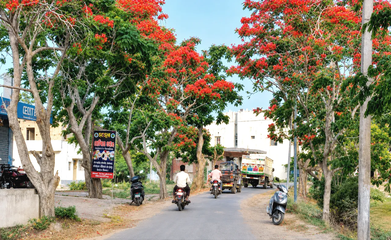 Crimson Krushnachuda transforms roadsides into stunning red canvas in Odisha